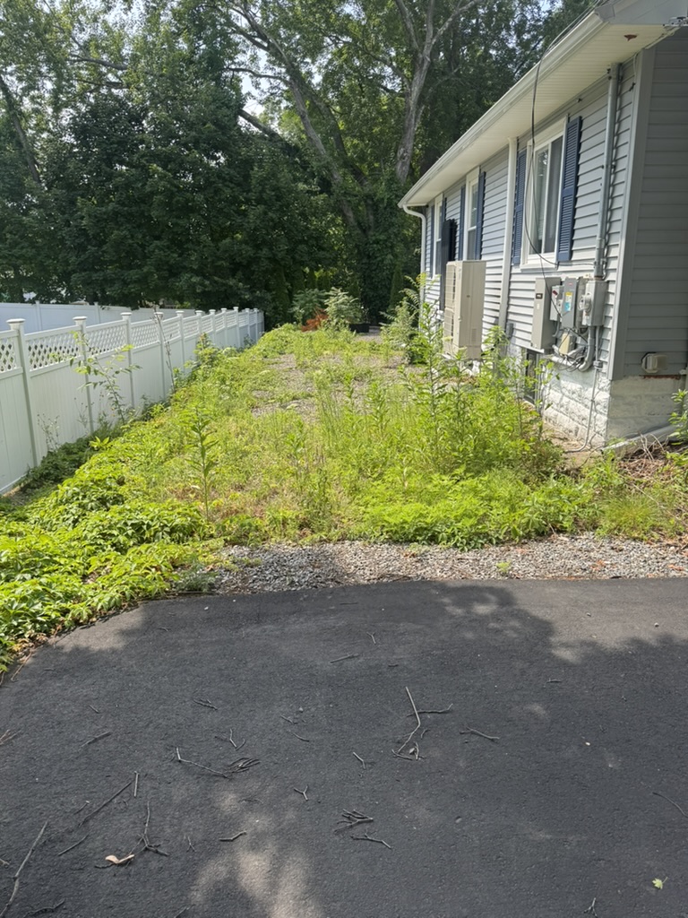 Before: Overgrown weeds and debris