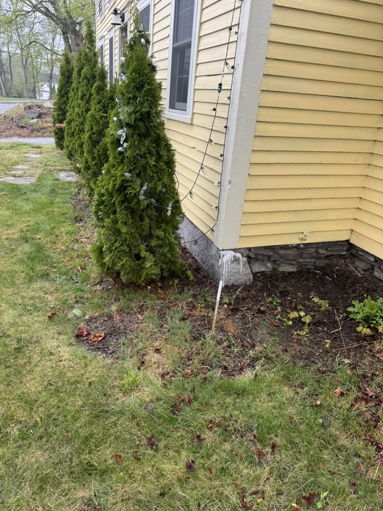 Before: Overgrown area